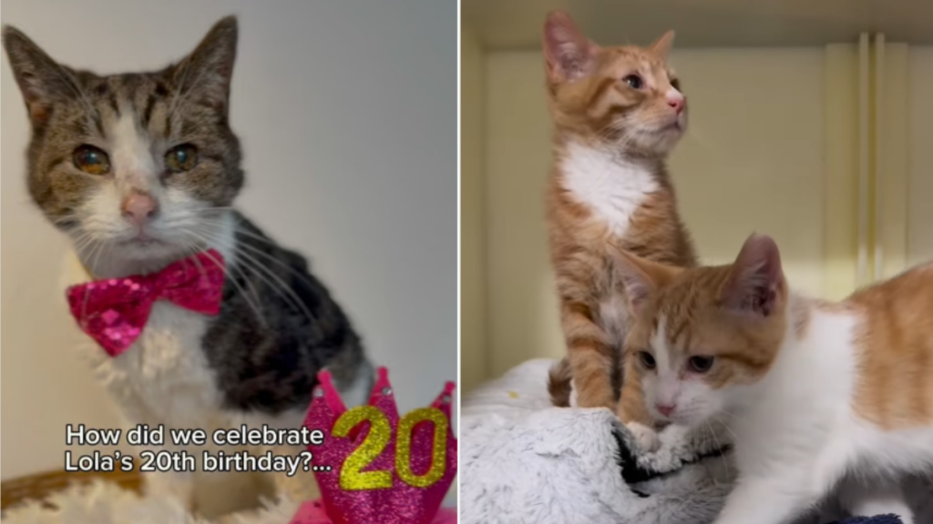 senior cat birthday video