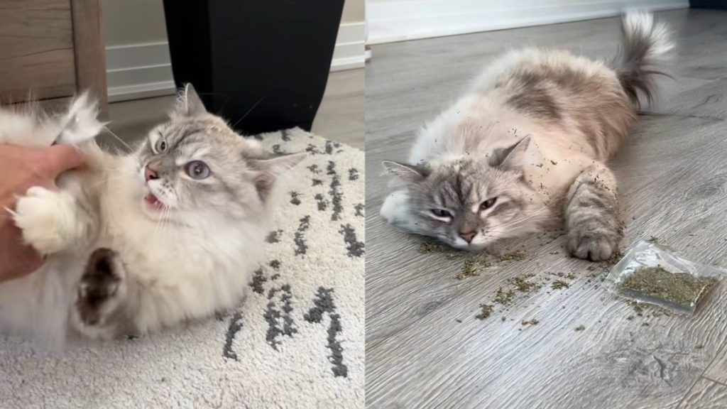 Video of cat’s crimes.