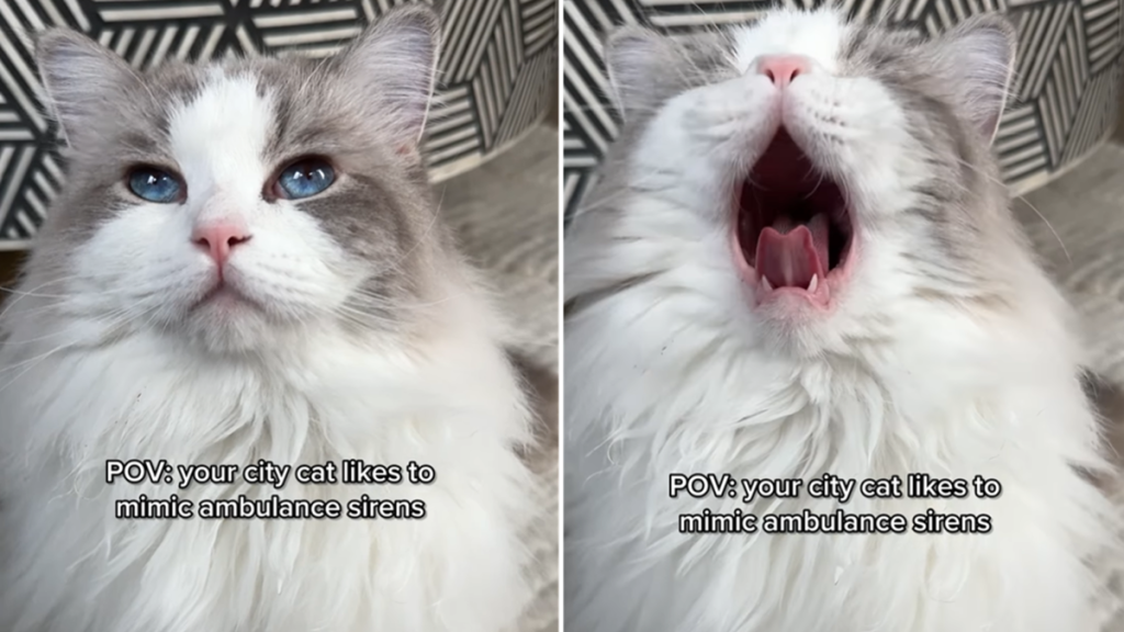 city cat mimic ambulance