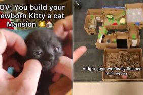 owner kitten cat mansion video