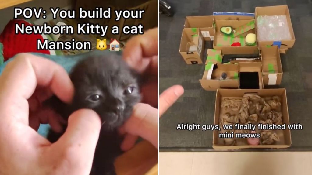 owner kitten cat mansion video