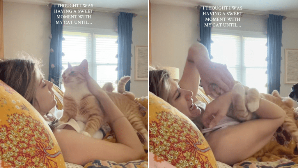 owner cat cuddle video