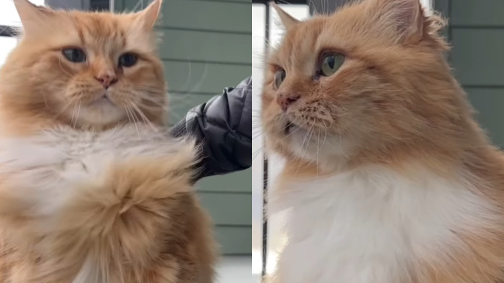 cat brushed windiest spot