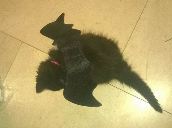 Bat Kitten Will Swoop Into Your Heart