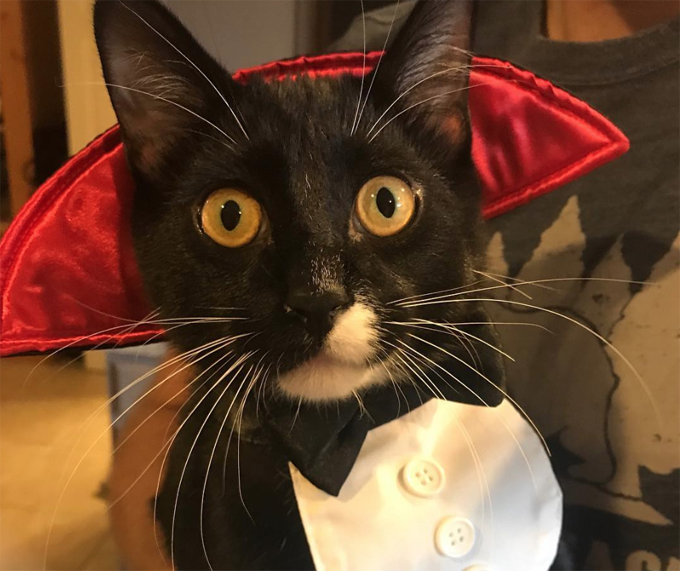 Count Catula Will Bite You