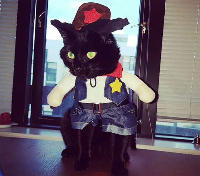 Cowboy Cat Will Round 'Em Up