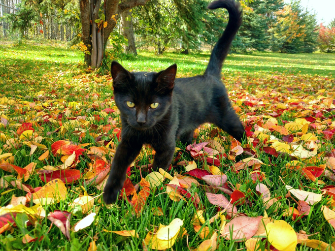 Cats Enjoying The Fall