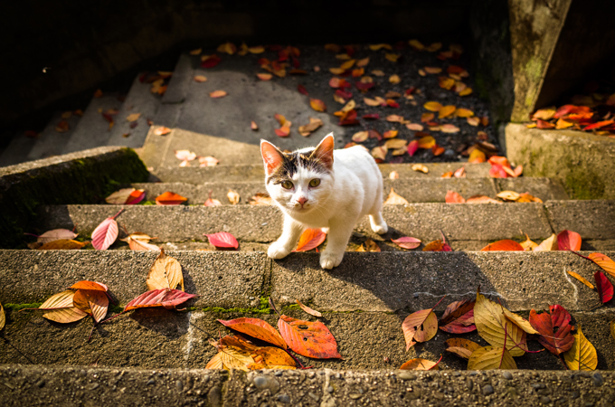 Cats Enjoying The Fall