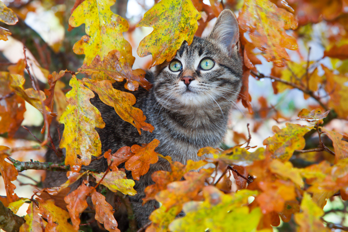 Cats Enjoying The Fall