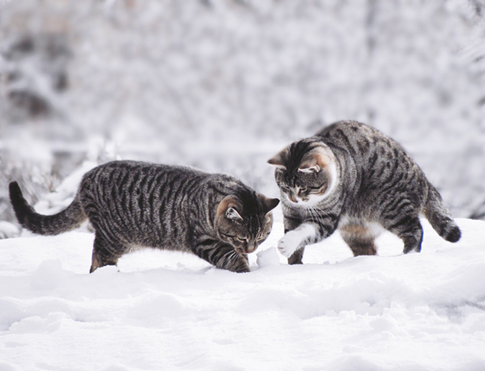 These cats love snow! 