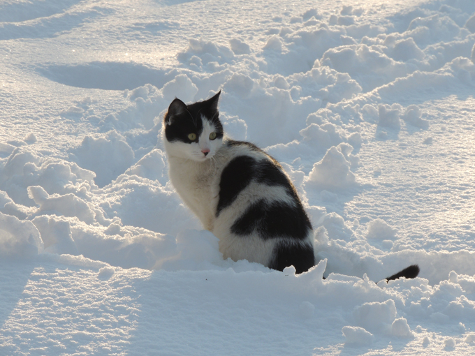 These cats love snow! 