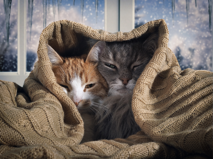 These cats love the snow, outside. 