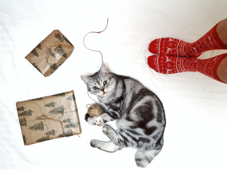 The earth loves recycled presents and so do these cats! 