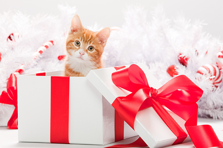 The earth loves recycled presents and so do these cats! 