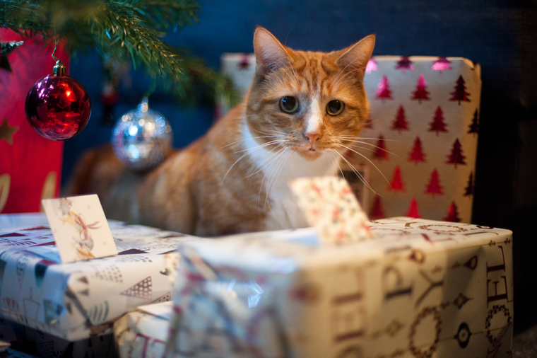 The earth loves recycled presents and so do these cats! 