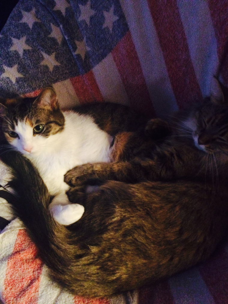 Cats saluting National Pledge of Allegiance Day. Meow!