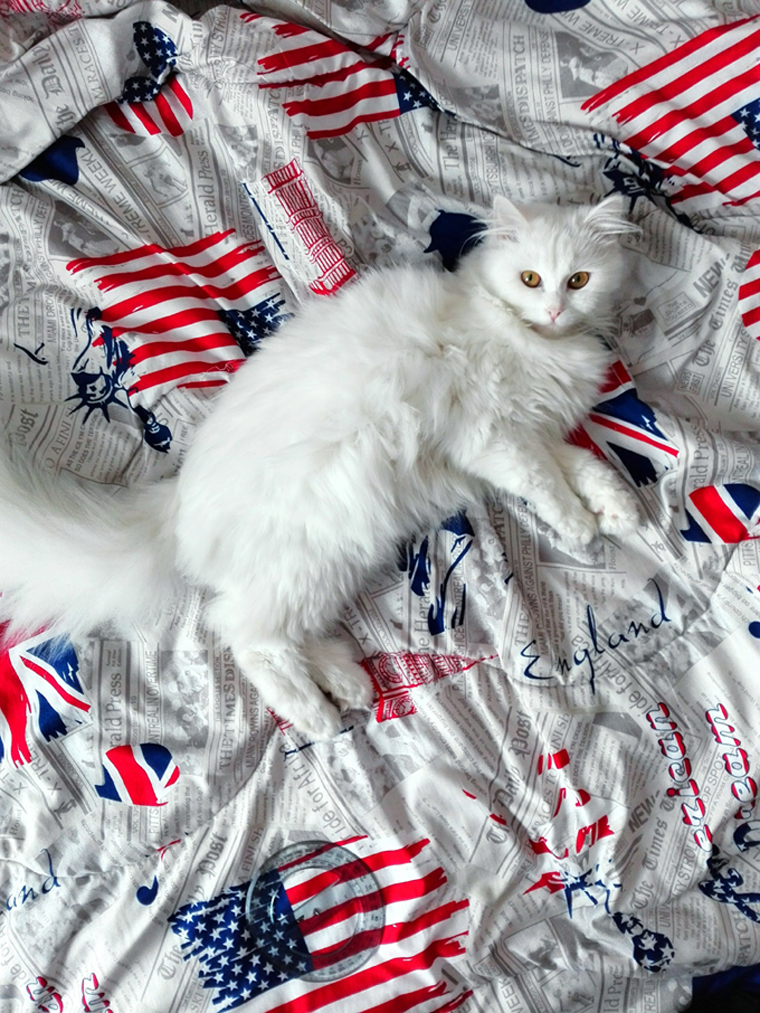 Cats saluting National Pledge of Allegiance Day. Meow!