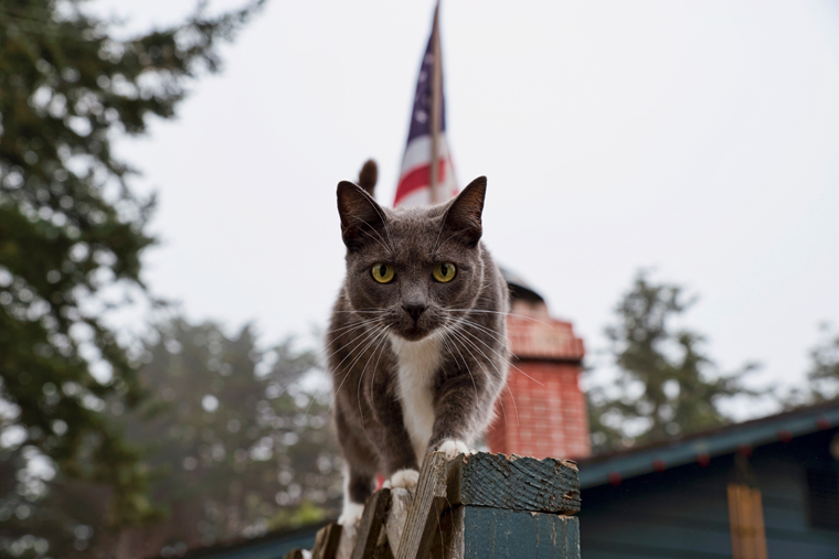 Cats saluting National Pledge of Allegiance Day. Meow!