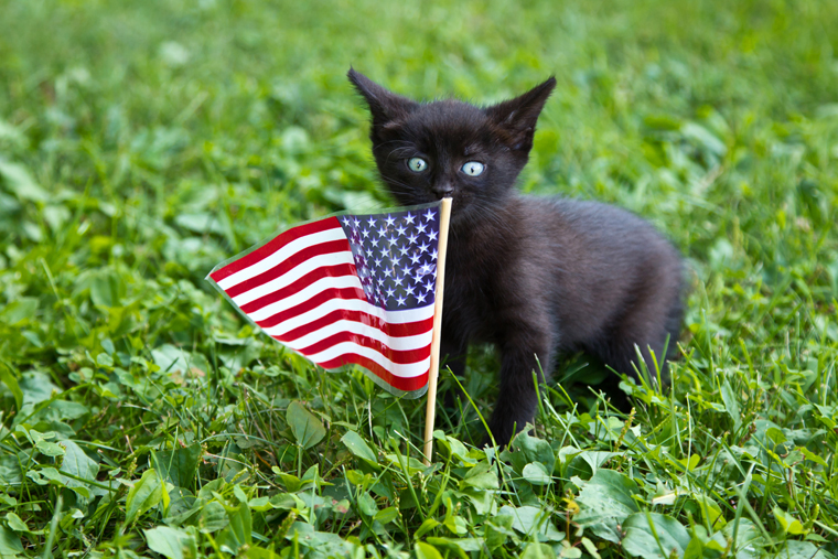 Cats saluting National Pledge of Allegiance Day. Meow!