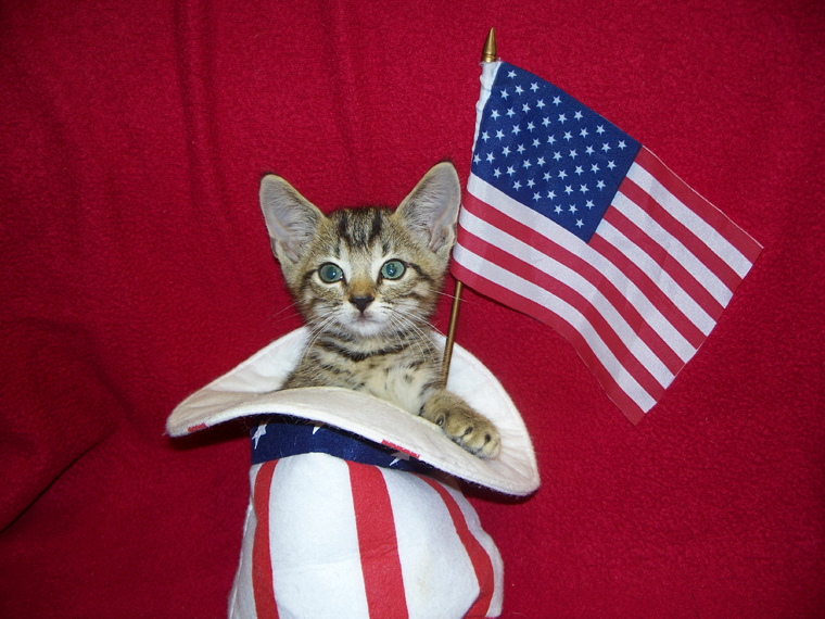 Cats saluting National Pledge of Allegiance Day. Meow!