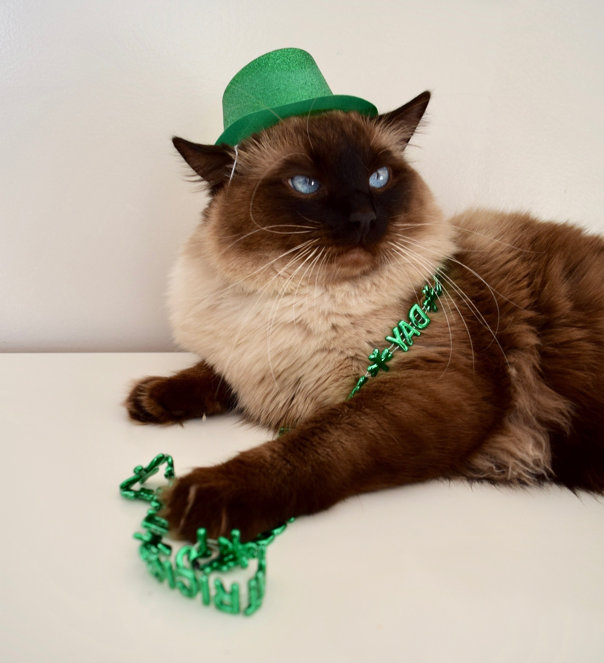 Saint Patrick's Day Cat Pictures!