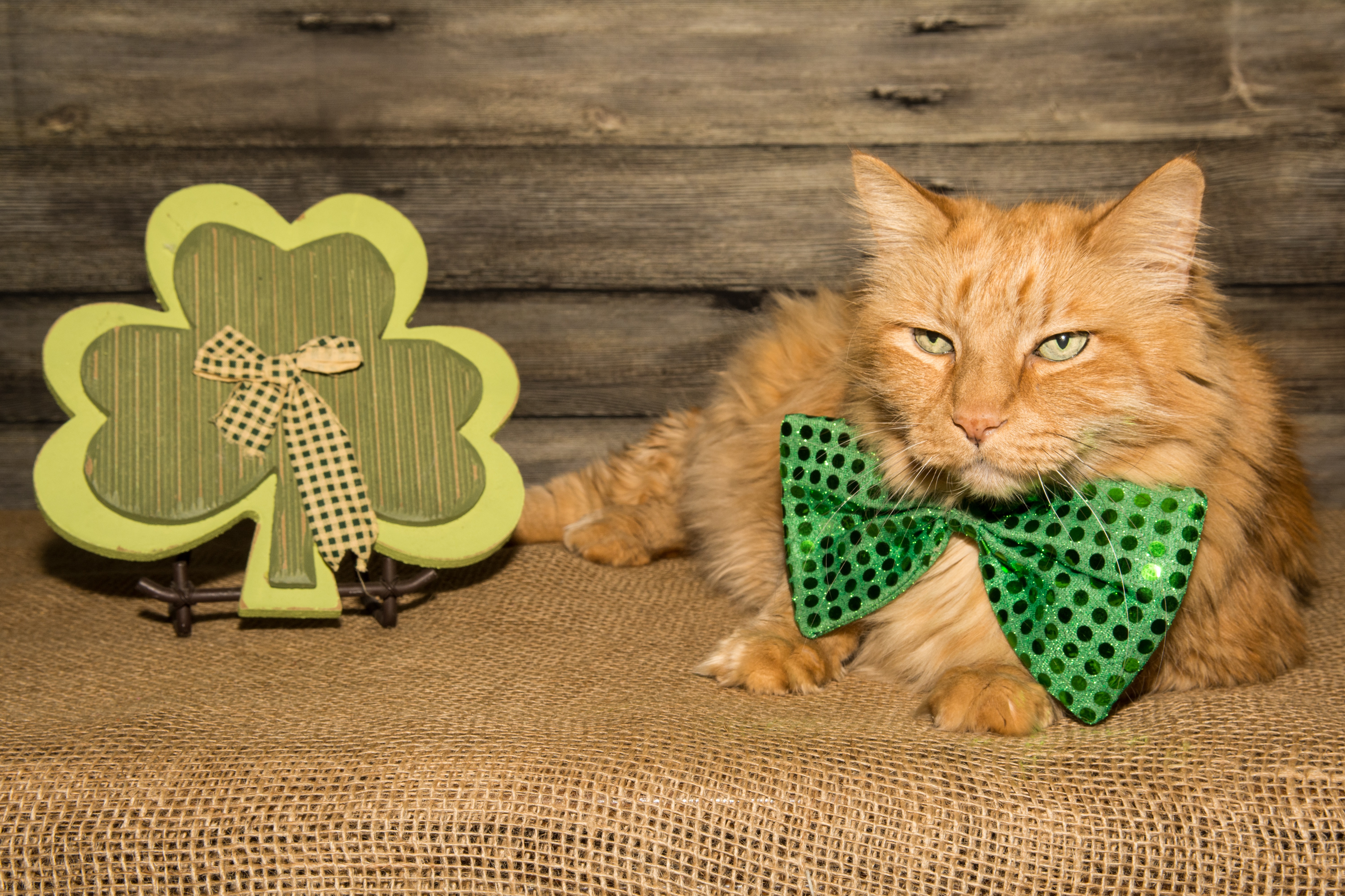 Saint Patrick's Day Cat Pictures!