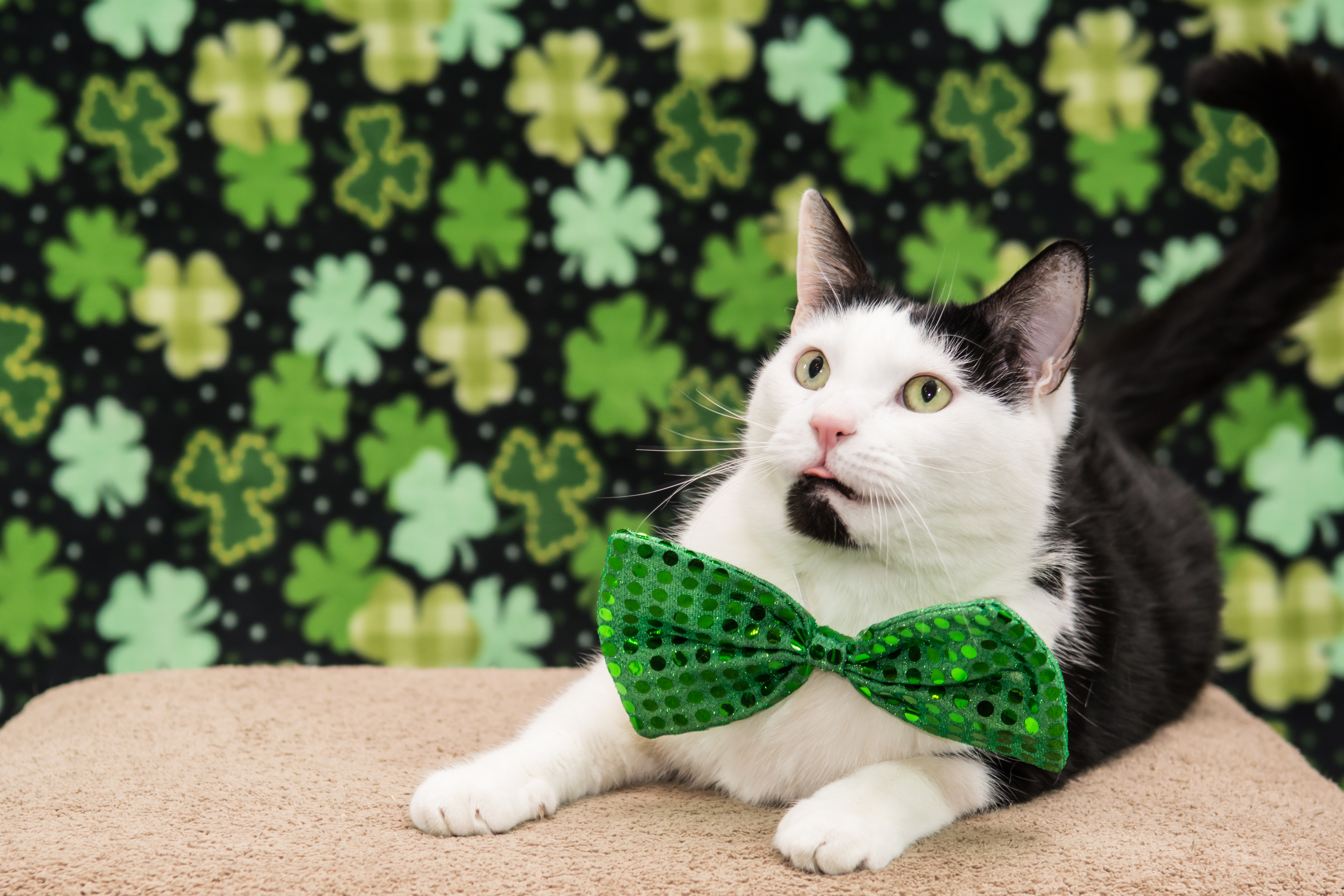 Saint Patrick's Day Cat Pictures!