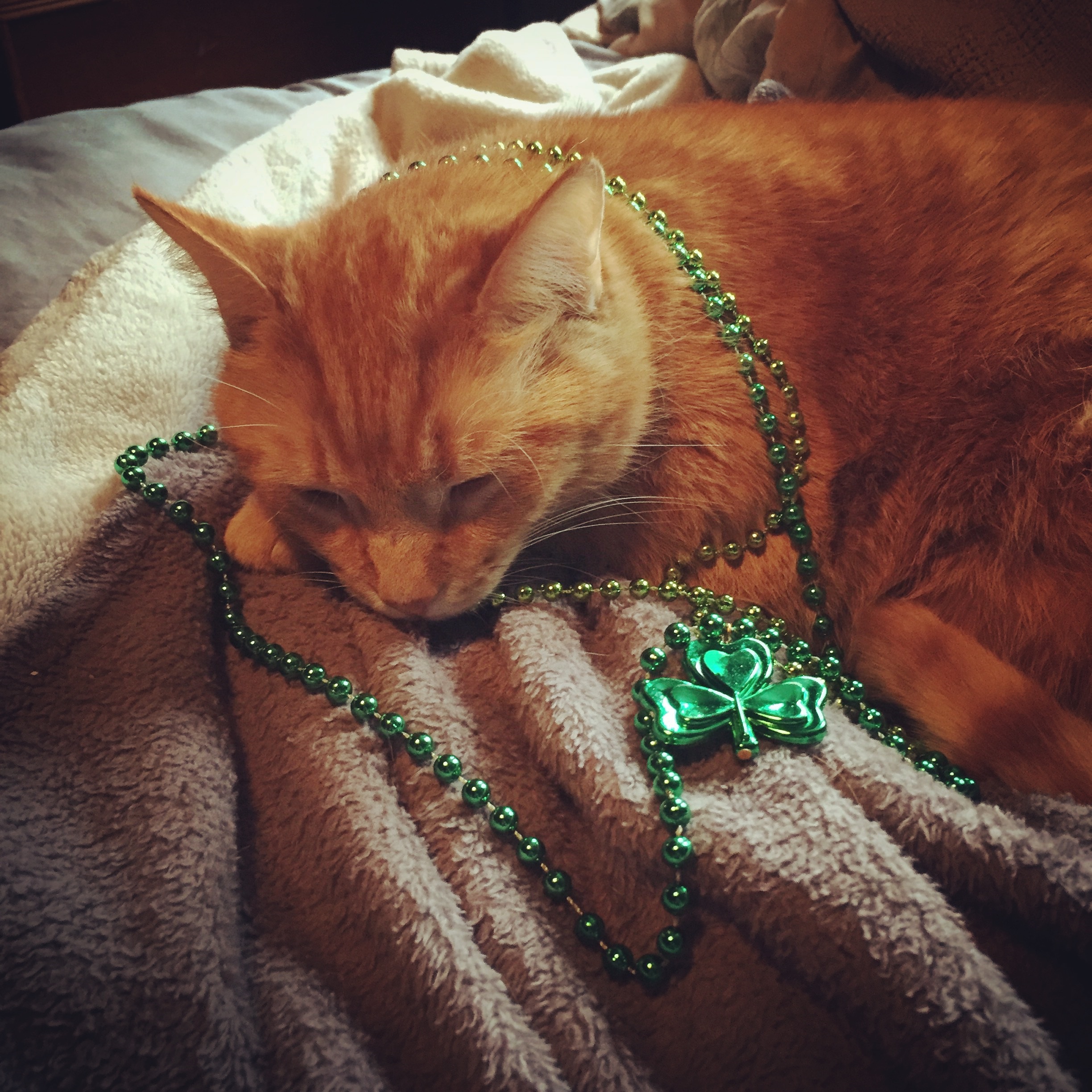 Saint Patrick's Day Cat Pictures!