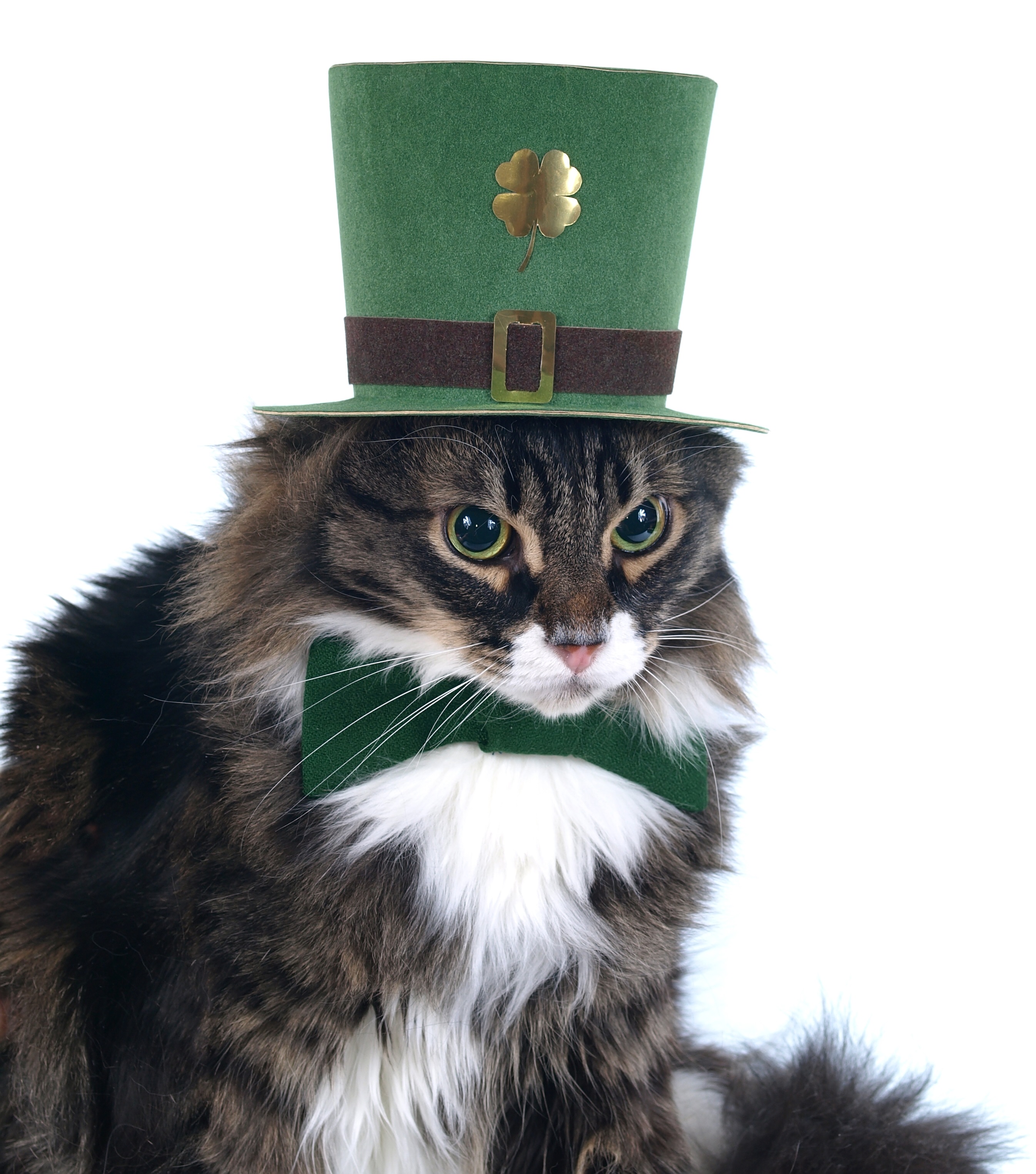 Saint Patrick's Day Cat Pictures!