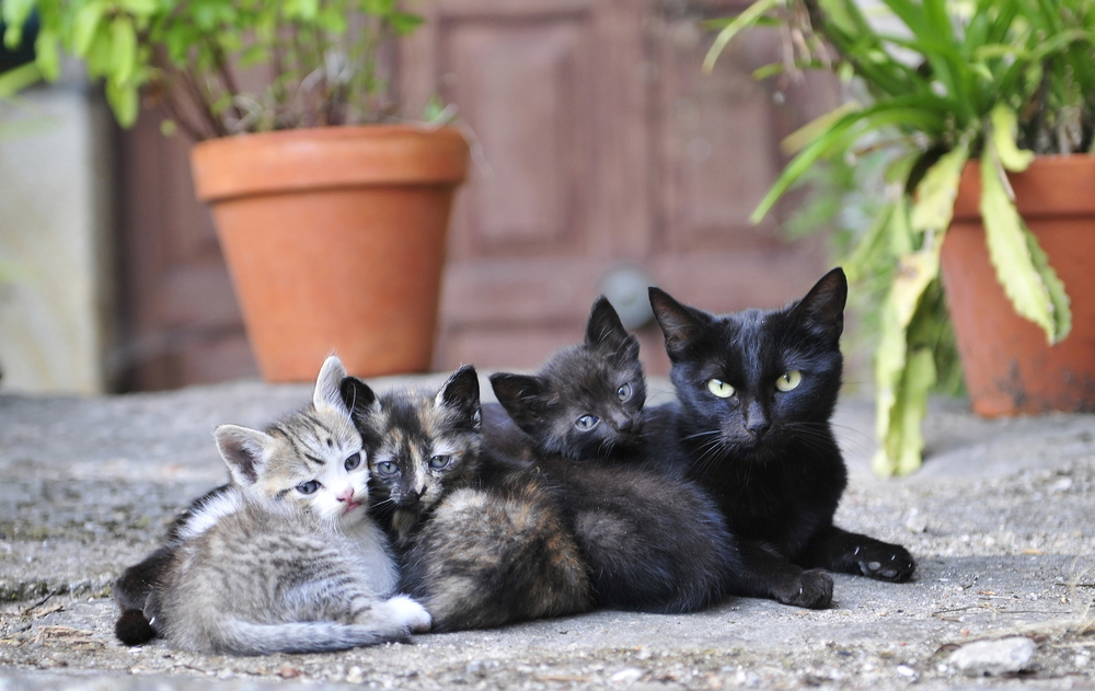 Mother's Day: Cat Moms And Their Kittens