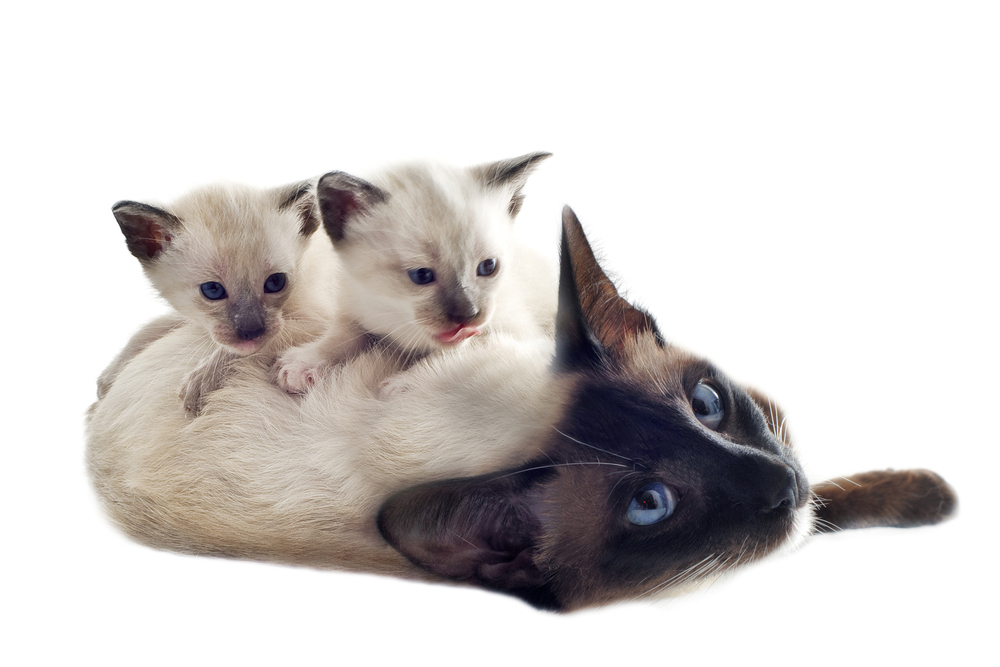 Mother's Day: Cat Moms And Their Kittens