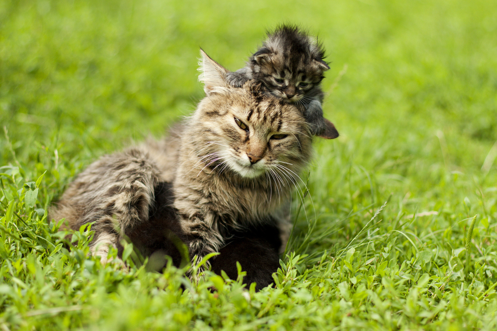 Mother's Day: Cat Moms And Their Kittens