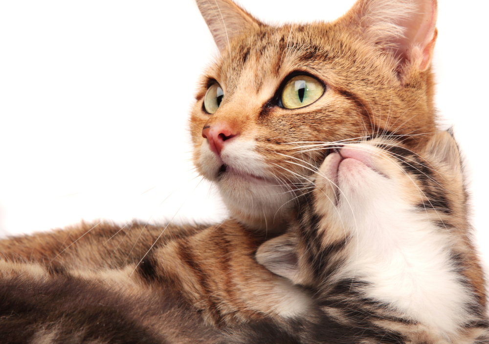 Mother's Day: Cat Moms And Their Kittens