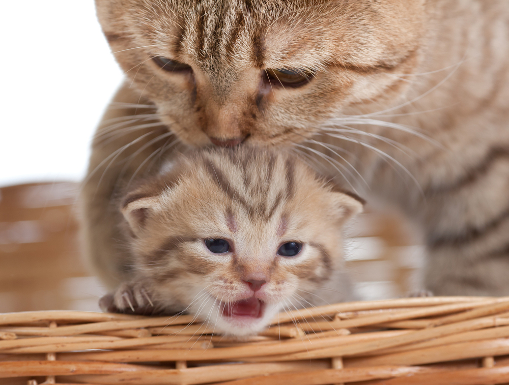 Mother's Day: Cat Moms And Their Kittens