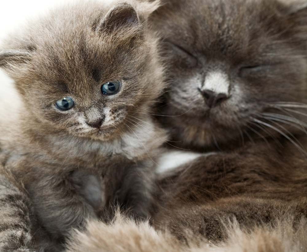 Mother's Day: Cat Moms And Their Kittens