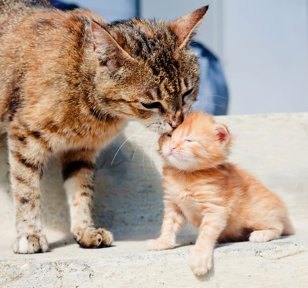 Mother's Day: Cat Moms And Their Kittens