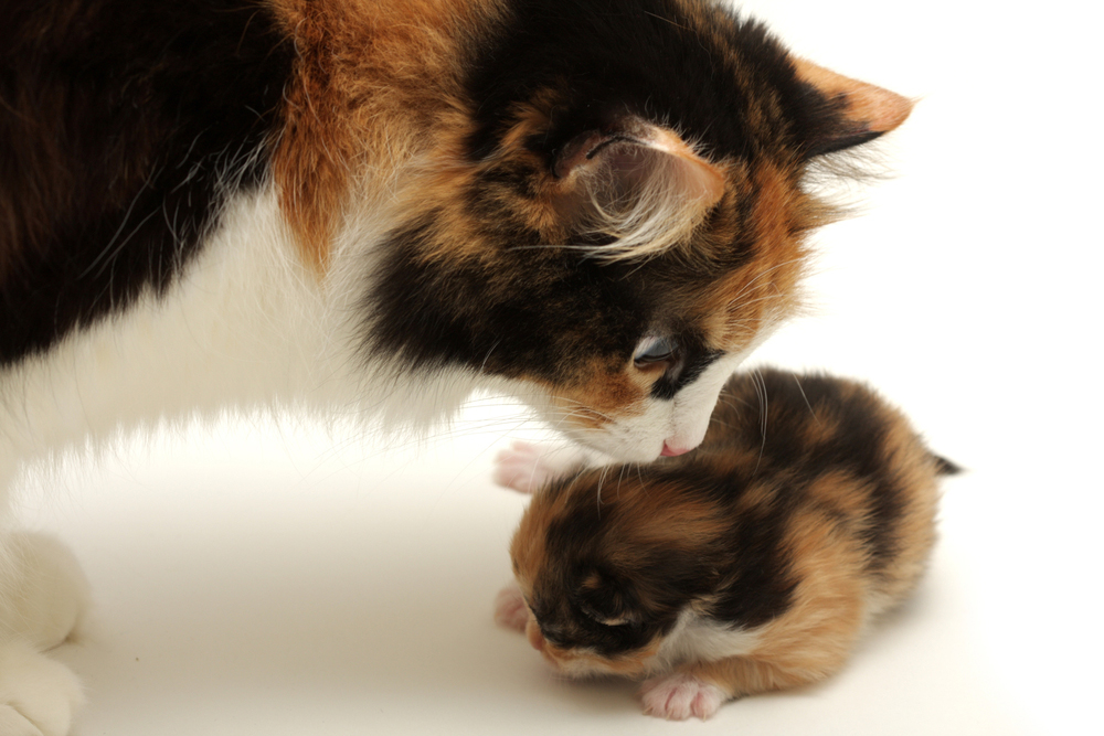 Mother's Day: Cat Moms And Their Kittens