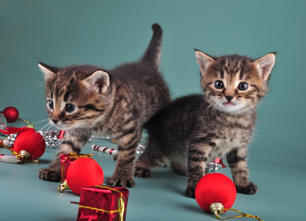 Ornaments Are Toys, Right?