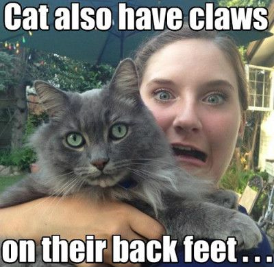 Funny Cat Memes Grab Bag Edition #49