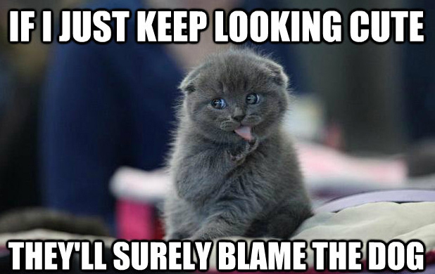 Funny Cat Memes Grab Bag Edition #21