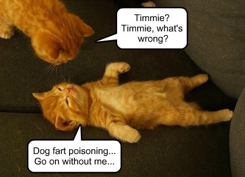 Funny Cat Memes Grab Bag Edition #4