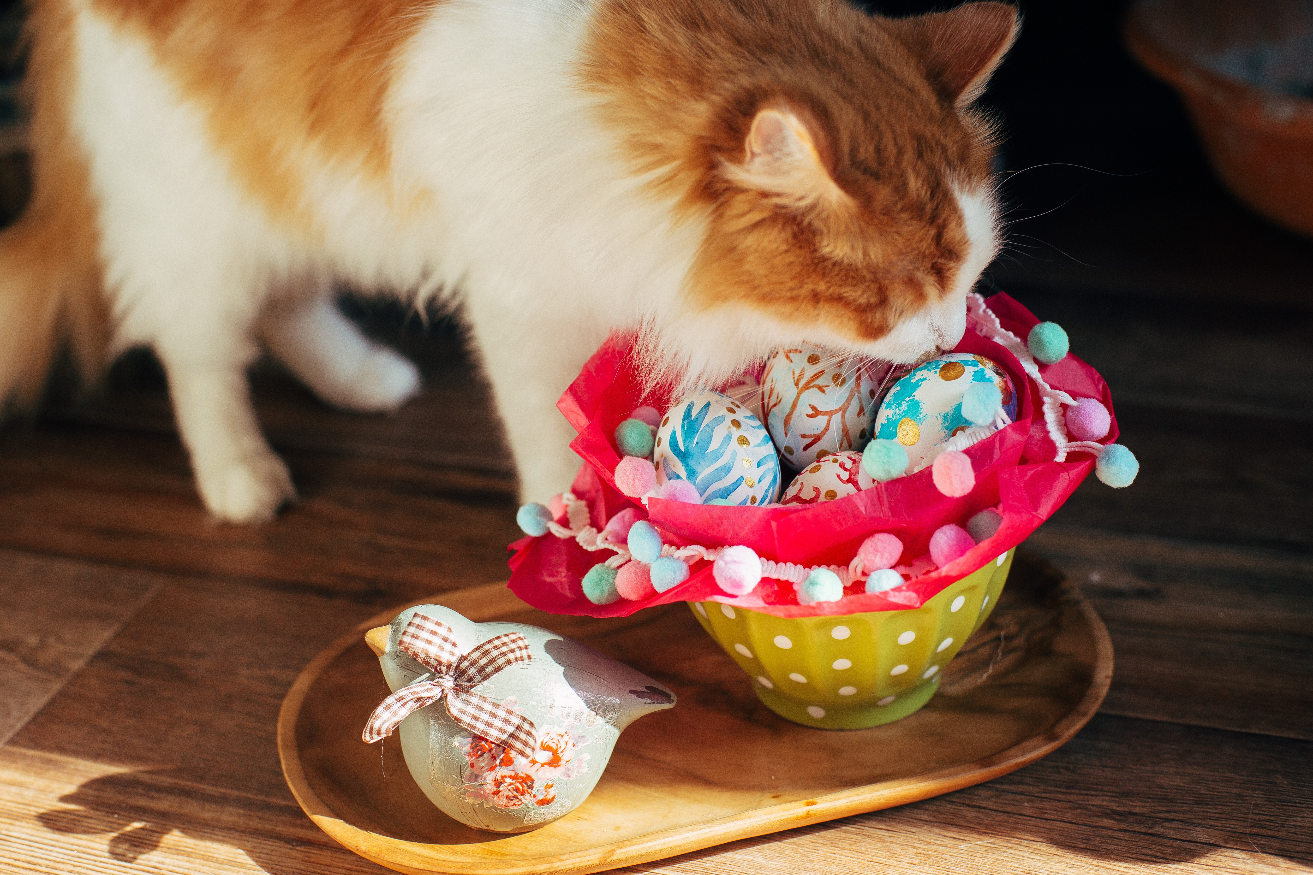 Easter Cat And Kitten Pictures