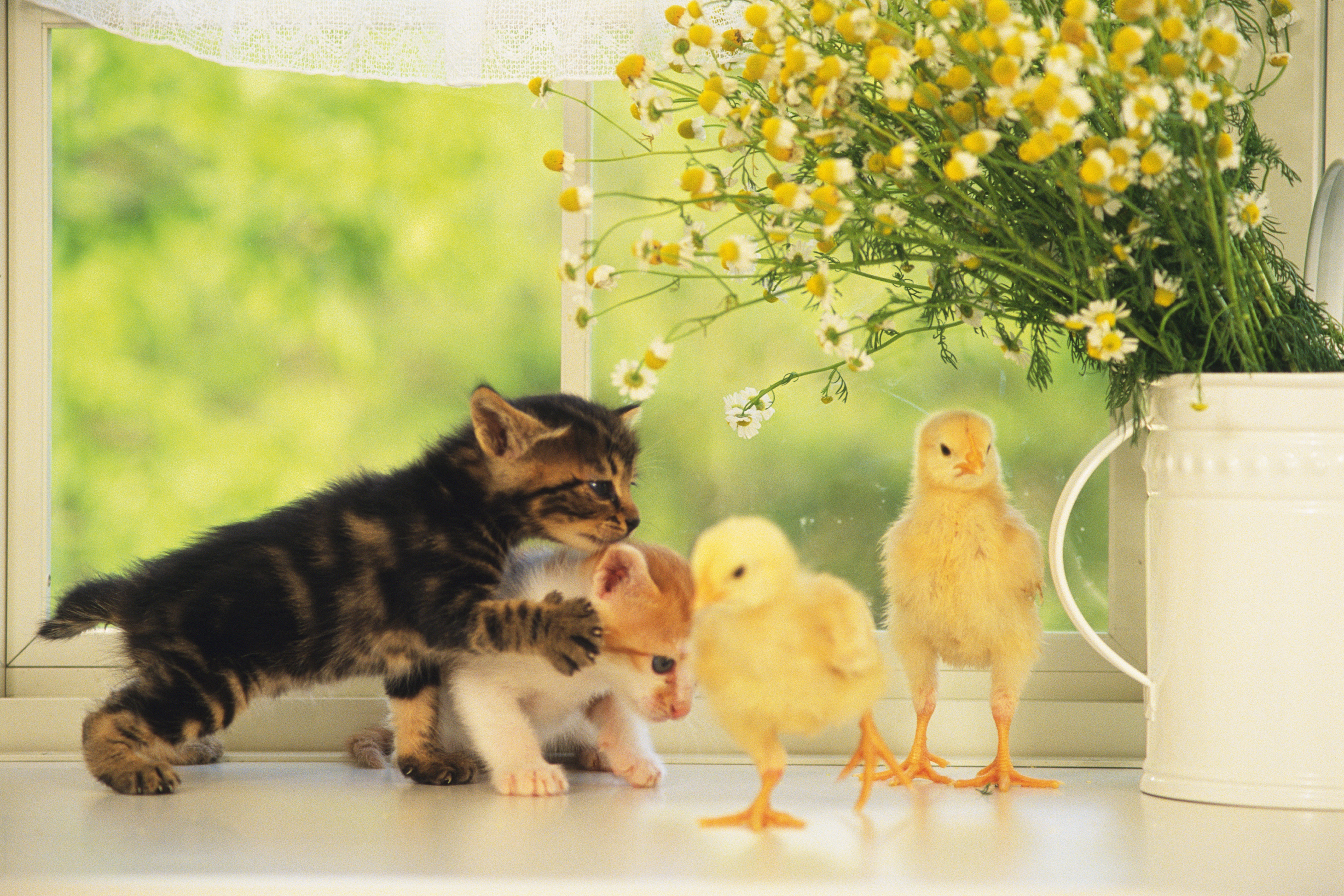 Easter Cat And Kitten Pictures