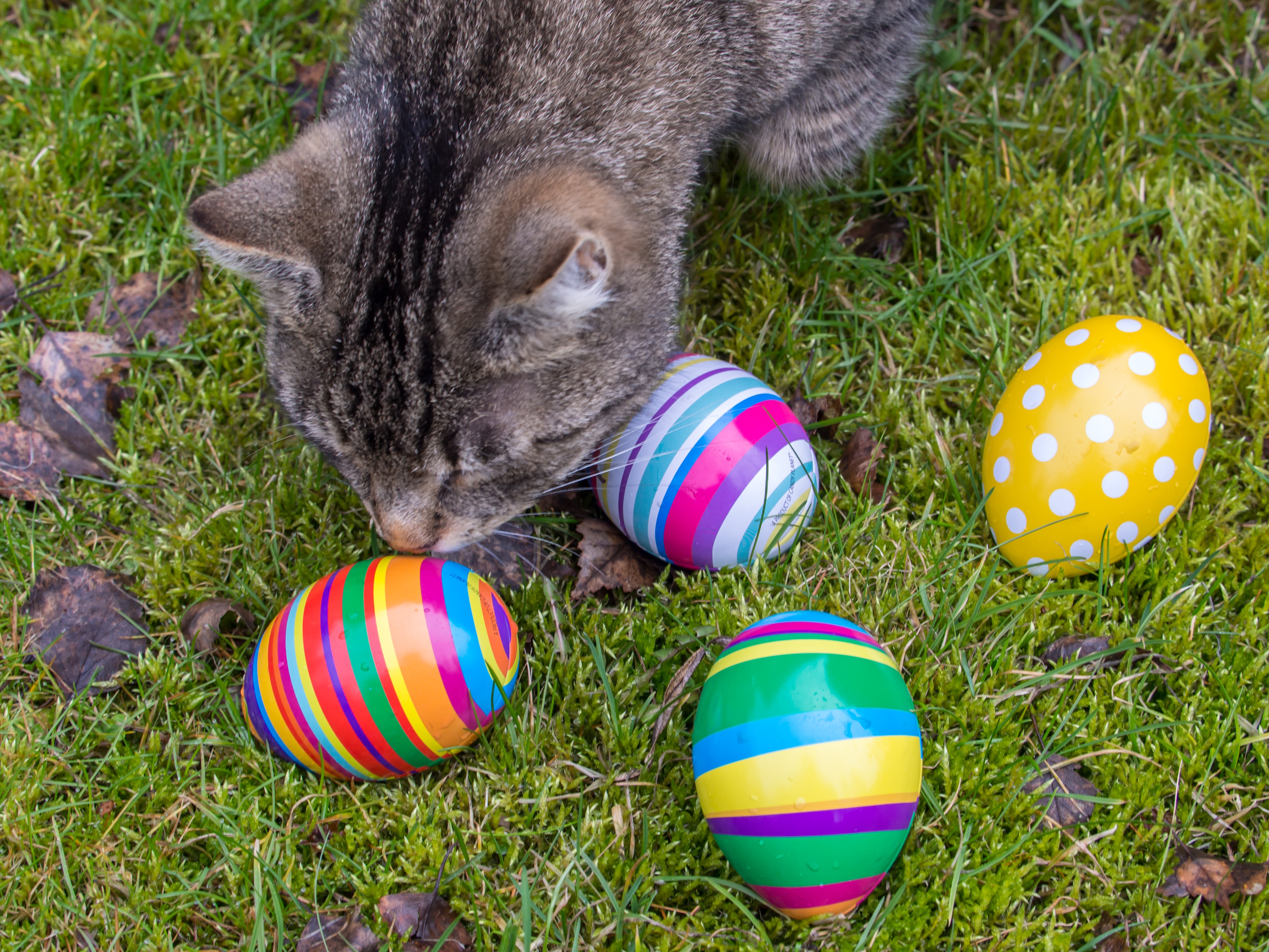 Easter Cat And Kitten Pictures