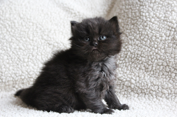 Most black cats have yellow eyes. Such a pretty blue! 