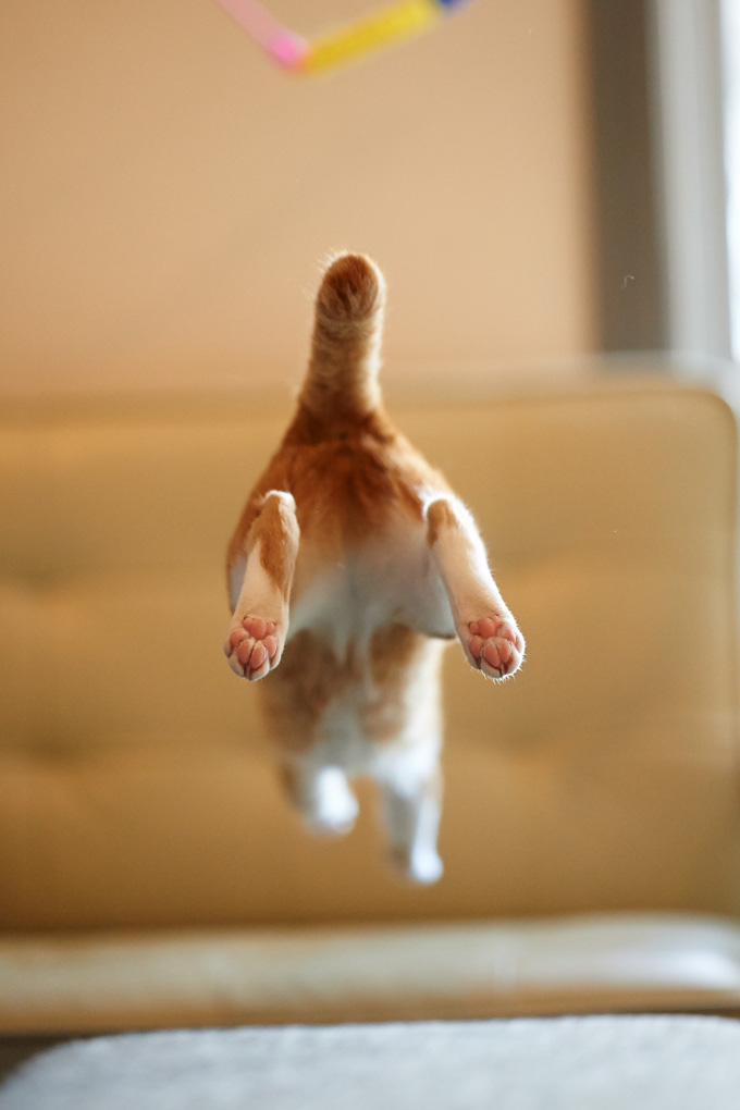 Amazing Cats In Flight Pictures