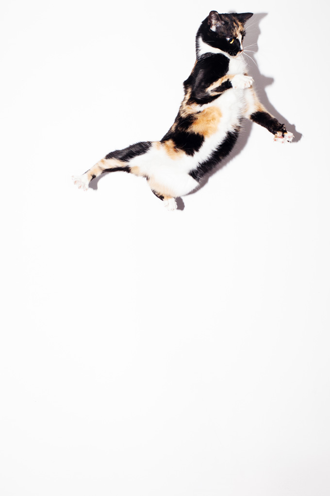 Amazing Cats In Flight Pictures