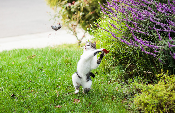 Amazing Cats In Flight Pictures