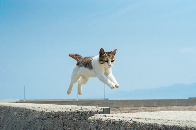 Amazing Cats In Flight Pictures