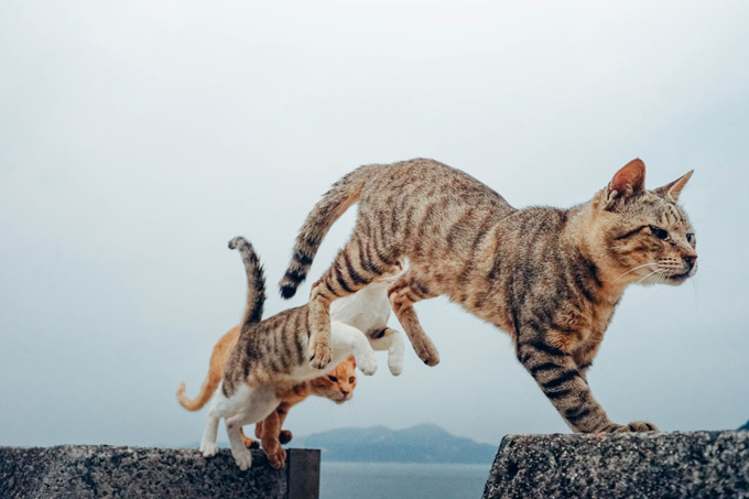 Amazing Cats In Flight Pictures